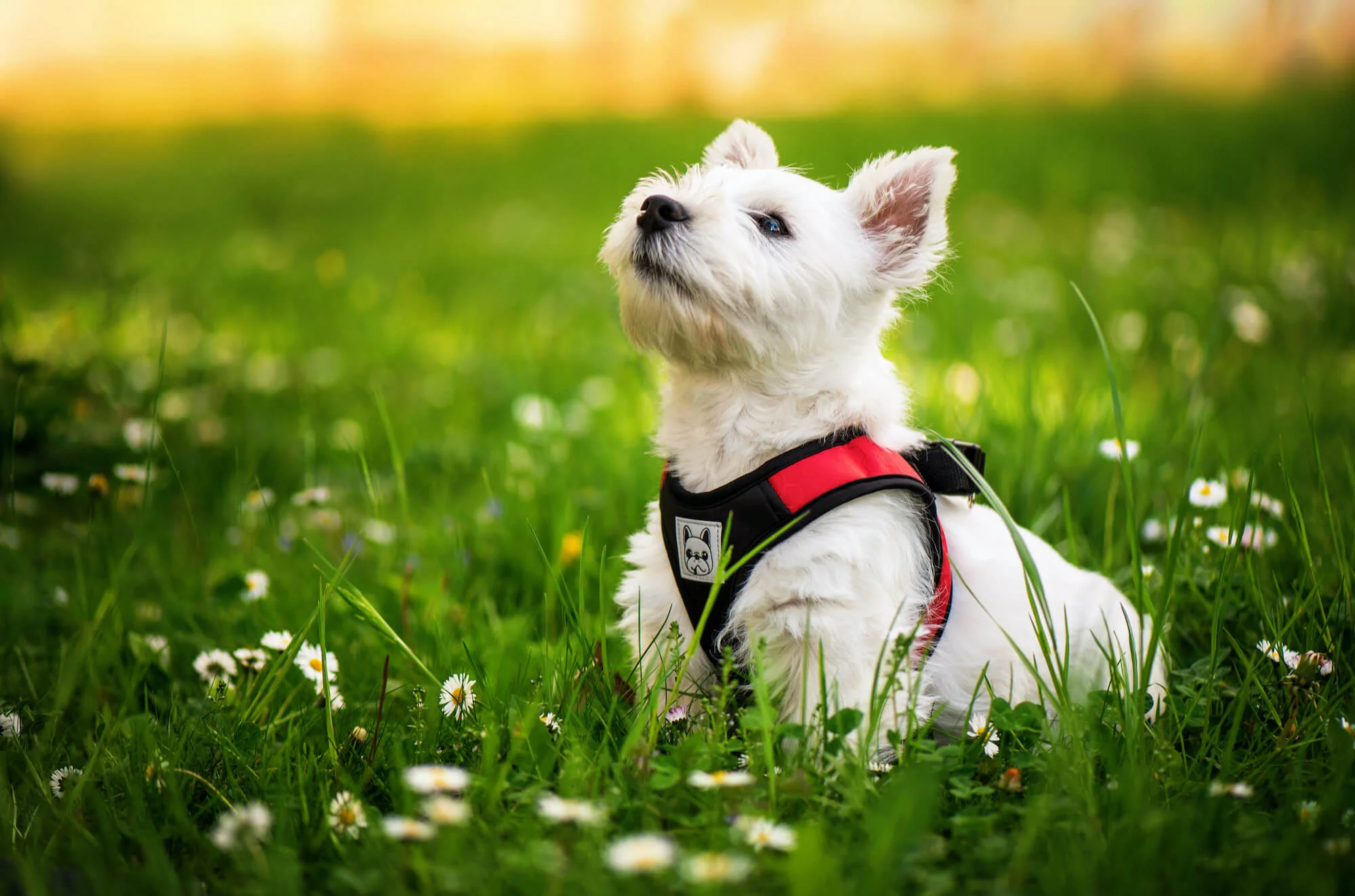 Vsepropejska Vrony sportovní kšíry pro psa | 29 – 46 cm Barva: Červená