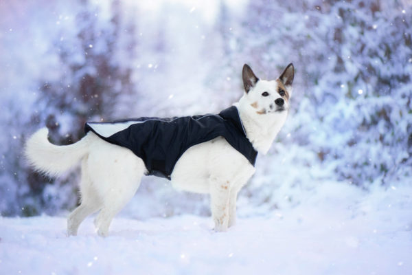 Vsepropejska Kit reflexní zimní bunda pro psa s límcem Barva: Černá