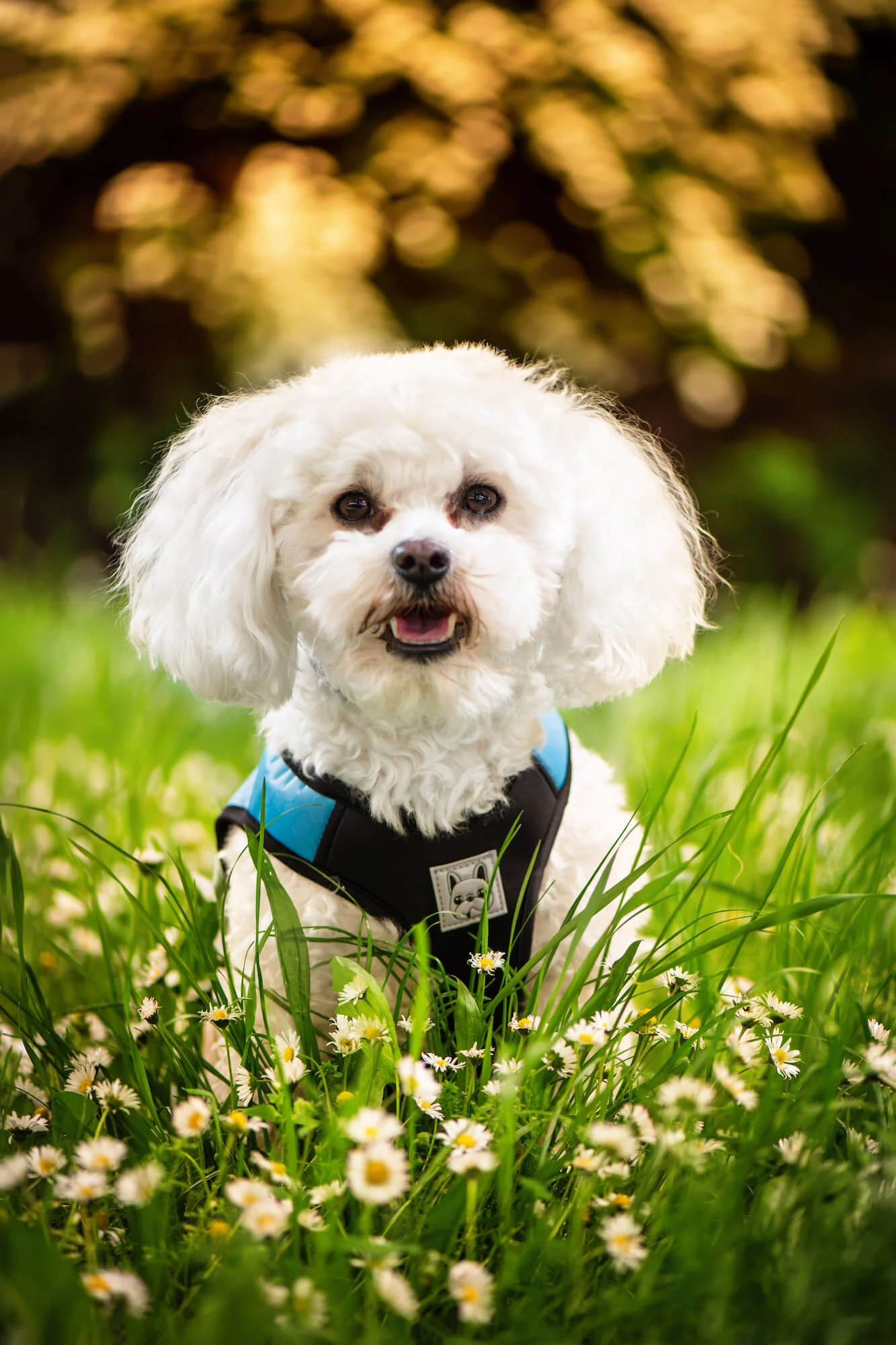 Obvod hrudníku: 39 - 46 cm