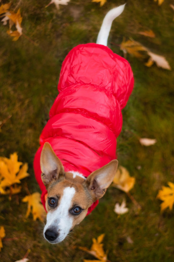 Vsepropejska Warm zimní bunda pro psa s kožichem Barva: Červená