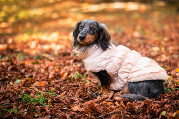 Vsepropejska Warm zimní bunda pro psa s kožichem Barva: Béžová