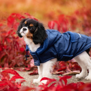 Vsepropejska Winter bunda pro psa s kapucí Barva: Modrá