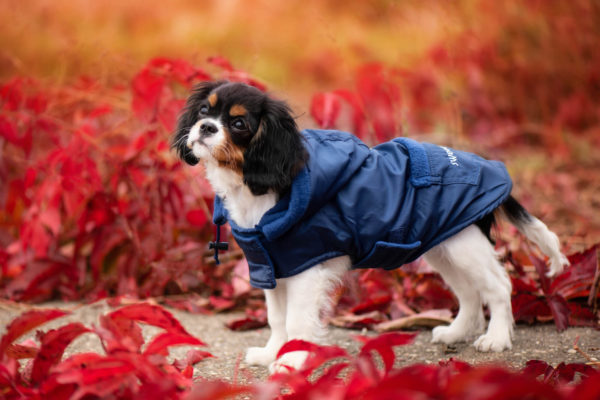 Vsepropejska Winter bunda pro psa s kapucí Barva: Modrá