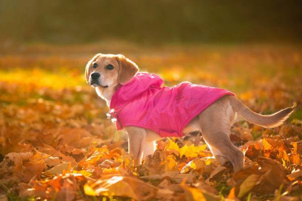 Vsepropejska Winter bunda pro psa s kapucí Barva: Růžová
