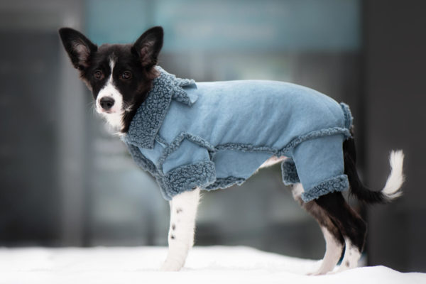 Vsepropejska Wolker zimní kombinéza pro psa Barva: Modrá