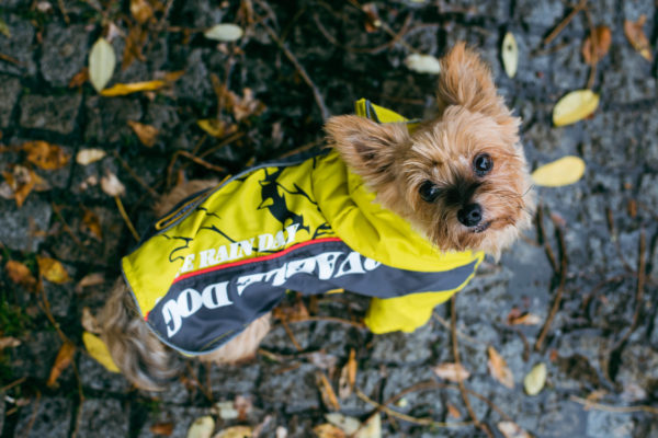 Vsepropejska Alba sportovní pláštěnka pro psa Barva: Žlutá