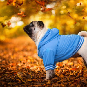 Vsepropejska Big dog zimní bunda pro psa Barva: Modrá