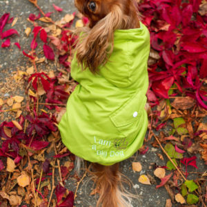 Vsepropejska Big dog zimní bunda pro psa Barva: Zelená
