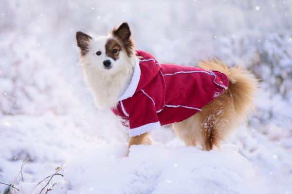 Vsepropejska Blair zimní kabátek pro psa Barva: Vínová