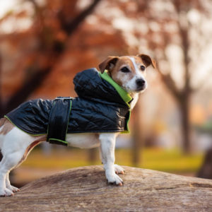 Vsepropejska Coldy bunda pro psa s kapucí Barva: Černo-zelená
