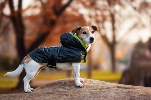Vsepropejska Coldy bunda pro psa s kapucí Barva: Černo-zelená
