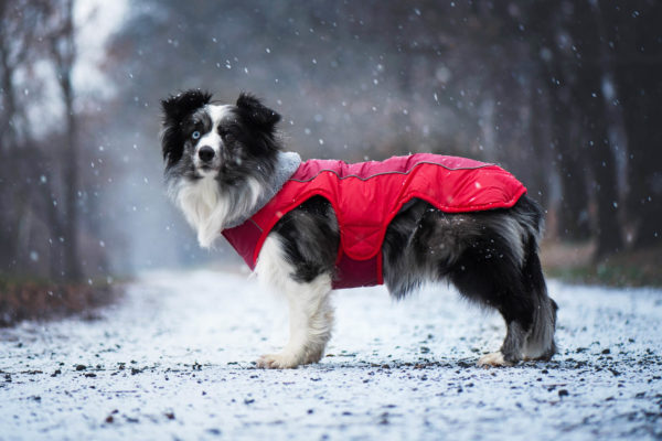 Vsepropejska Doral bunda pro psa s kožíškem Barva: Červená