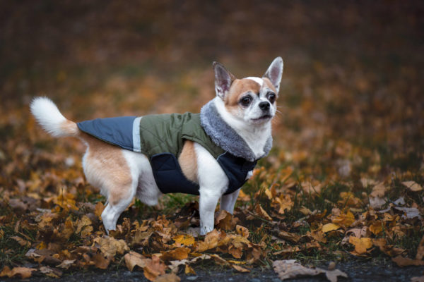 Vsepropejska Fogy stylová bunda pro psa Barva: Zelená