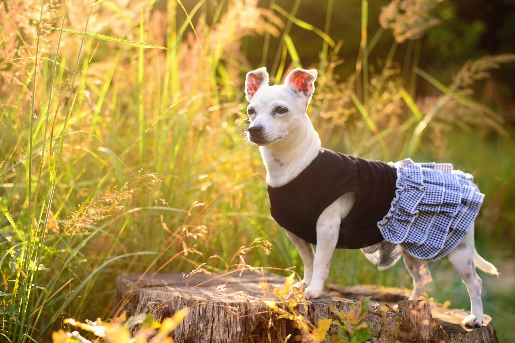 Vsepropejska Justina kárované šaty pro psa Barva: Černá