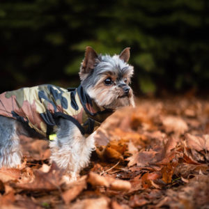 Vsepropejska Knox obleček pro psa na zip Barva: Zelená