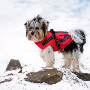 Vsepropejska Tandor zimní bunda pro psa s postrojem Barva: Červená