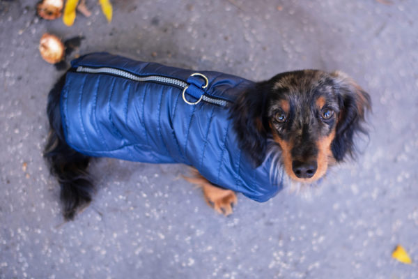 Vsepropejska Targa podzimní bunda pro psa Barva: Modrá