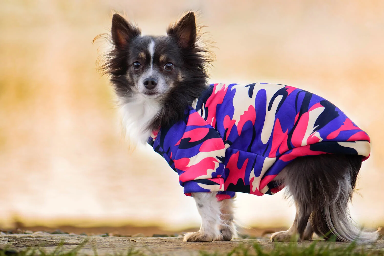 Vsepropejska Wapi hebká mikina pro psa Barva: Maskáčová