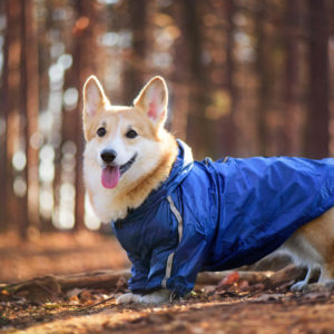Vsepropejska Enola zimní bunda pro psa Barva: Modrá