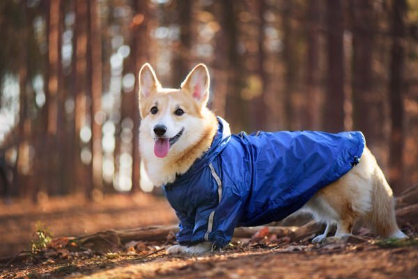 Vsepropejska Enola zimní bunda pro psa Barva: Modrá