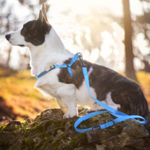 Vsepropejska Georgia postroj pro psa s vodítkem Barva: Modrá