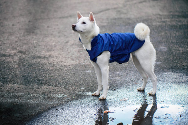 Vsepropejska Dasty bunda pro psa s reflexními prvky Barva: Modrá