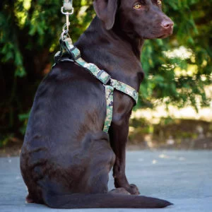 Vsepropejska Zandy postroj pro psa s vodítkem | 58 – 68 cm