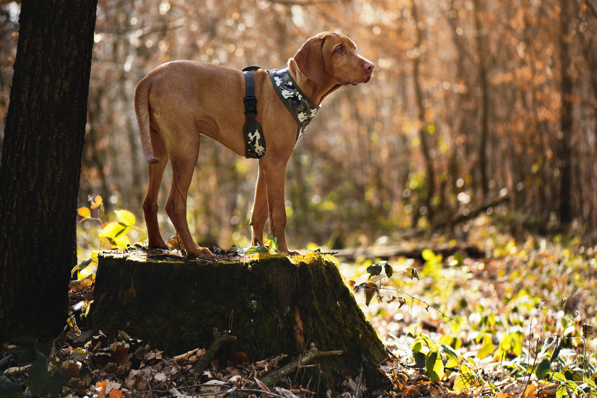 Obvod hrudníku: 22 - 28 cm