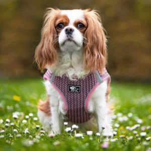 Vsepropejska Dumo postroj pro psa s vodítkem | 26 – 43 cm Barva: Růžová