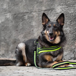Vsepropejska James reflexní postroj pro psa | 44 – 79 cm Barva: Zelená