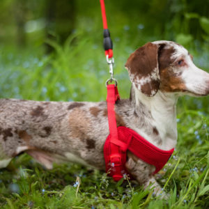 Vsepropejska Woody postroj pro psa s vodítkem | 24 – 42 cm Barva: Červená
