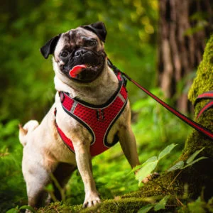 Obvod hrudníku: 52 - 67 cm