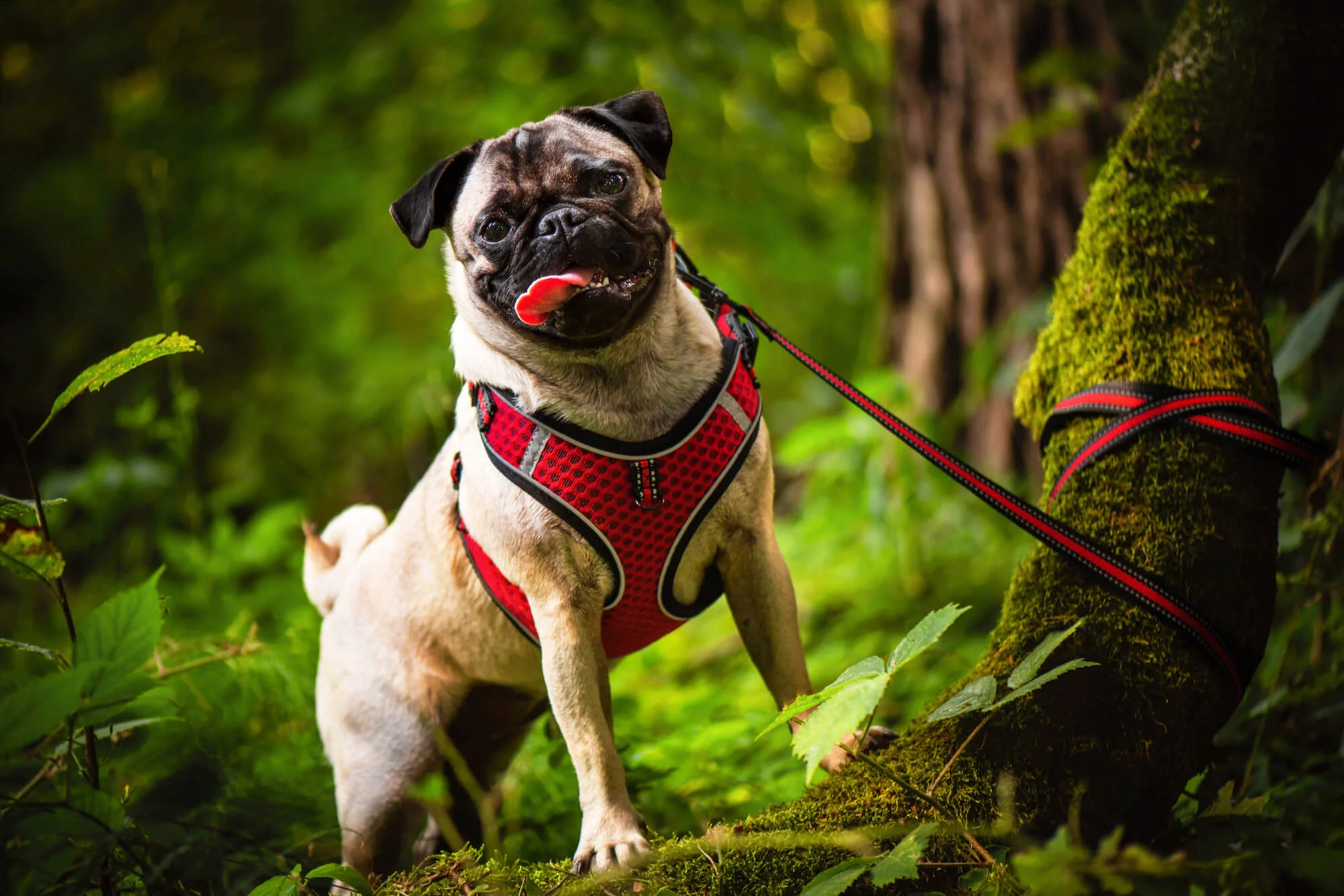 Obvod hrudníku: 52 - 67 cm