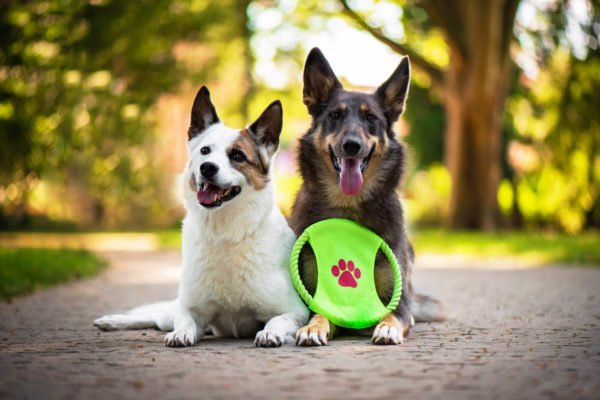 Nuss frisbee pro psa z lana | 22 cm Barva: Zelená