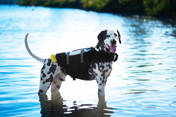 Vsepropejska Flava plovací vesta pro psa Barva: Černá