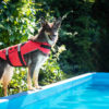 Vsepropejska Flava plovací vesta pro psa Barva: Červená