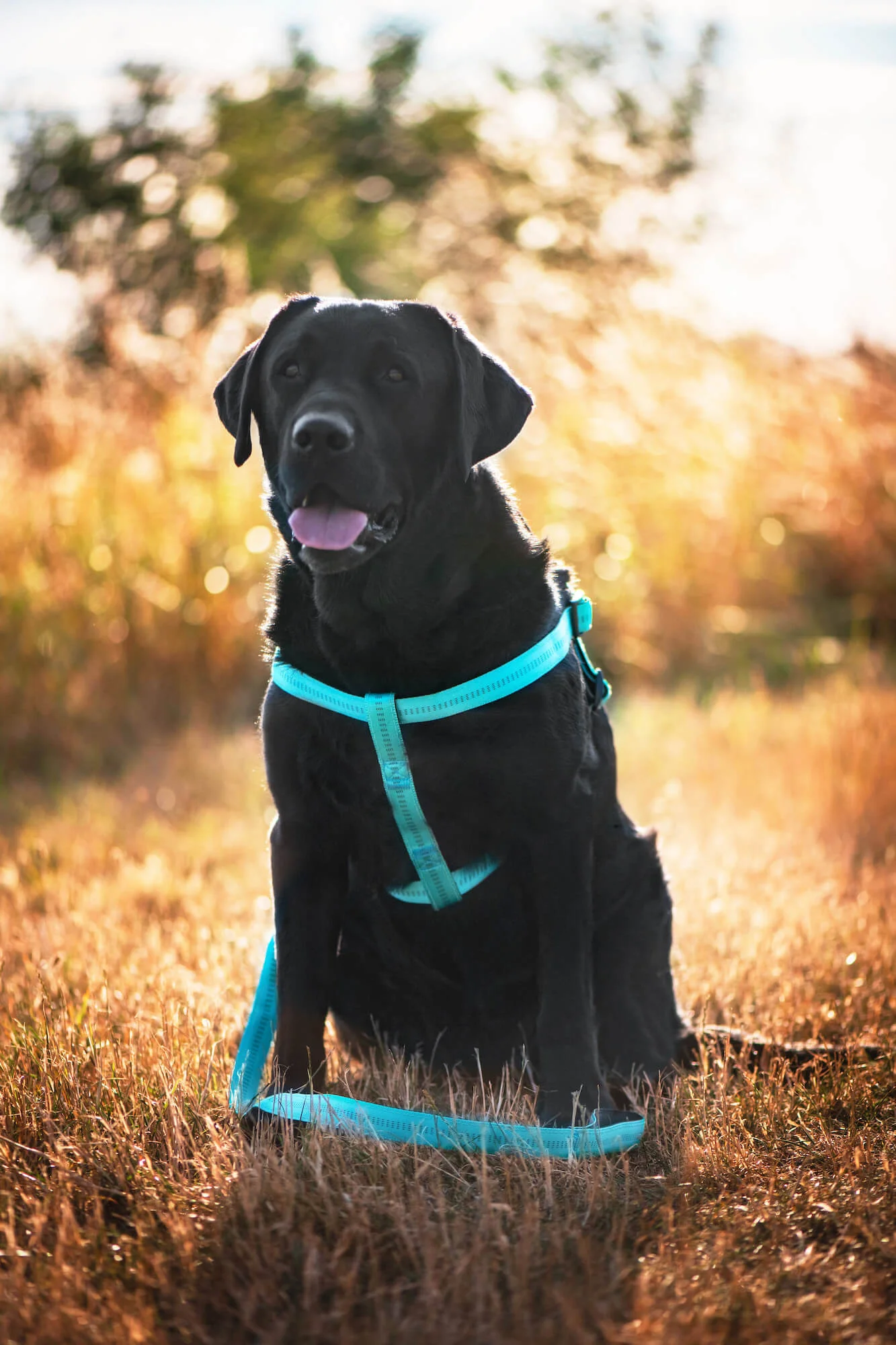 Obvod hrudníku: 36 - 55 cm