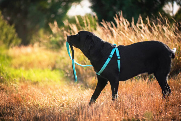 Vsepropejska Fugas postroj pro psa s vodítkem Barva: Tyrkysová