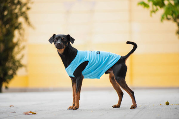 Vsepropejska Buda letní tričko pro psa Barva: Modrá
