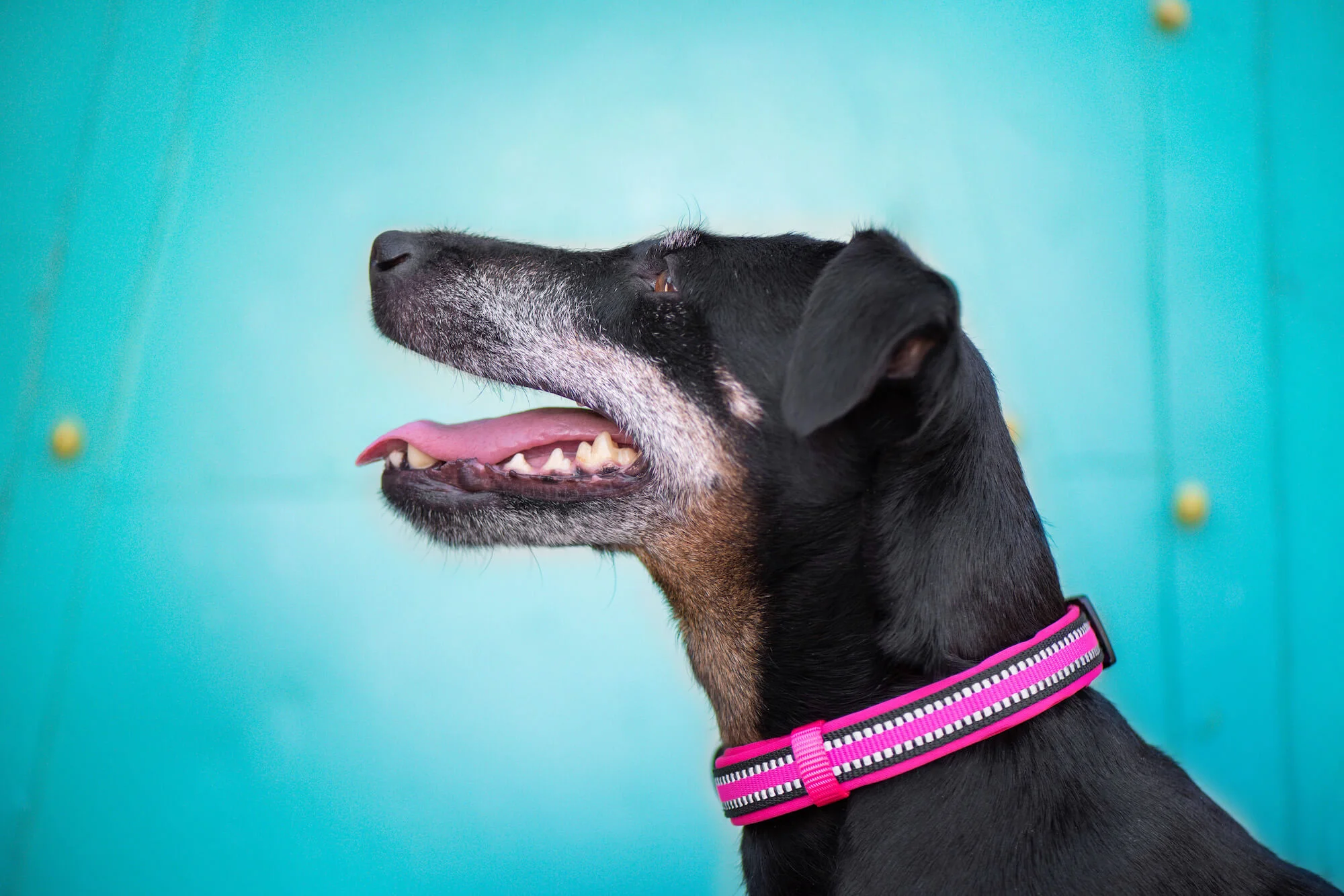 Obvod krku: 34 - 56 cm