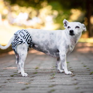 Vsepropejska Dusty hárací kalhotky pro psa Barva: Zebra