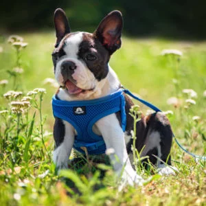 Vsepropejska Eric postroj pro psa s vodítkem | 29 – 47 cm Barva: Modrá