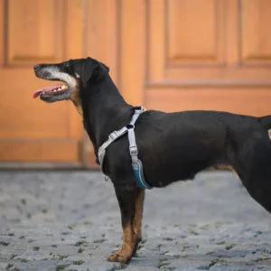 Obvod hrudníku: 38 - 46 cm