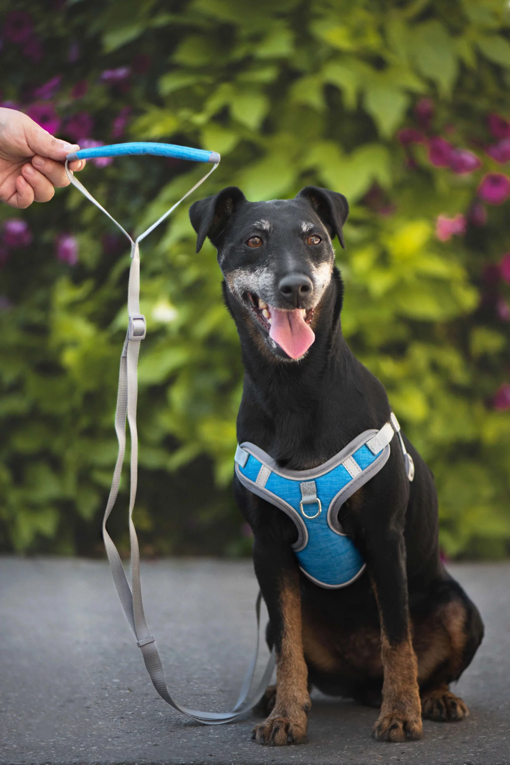 Obvod hrudníku: 43 - 53 cm