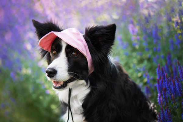 Vsepropejska Mufi kšiltovka pro psa Barva: Růžová