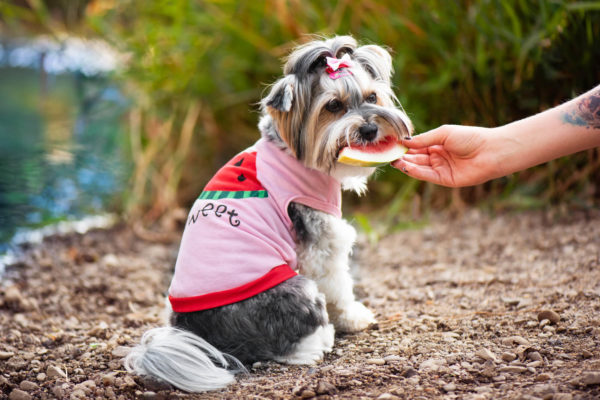 Vsepropejska Tyras letní tričko pro psa Barva: Růžová