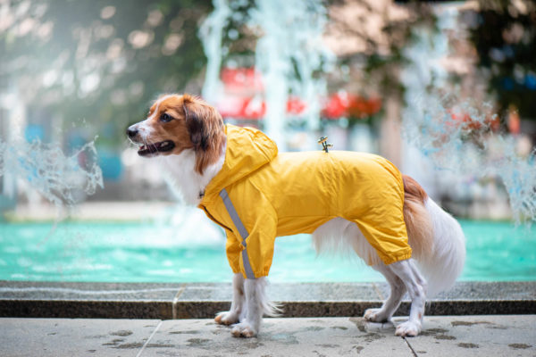 Vsepropejska Zizi pláštěnka pro psa Barva: Žlutá