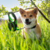 Vsepropejska Lead samonavíjecí vodítko pro psa | 5 m Barva: Černo-zelená