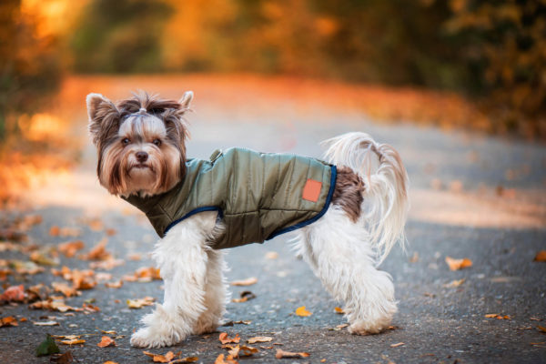 Vsepropejska Targa podzimní bunda pro psa Barva: Zelená