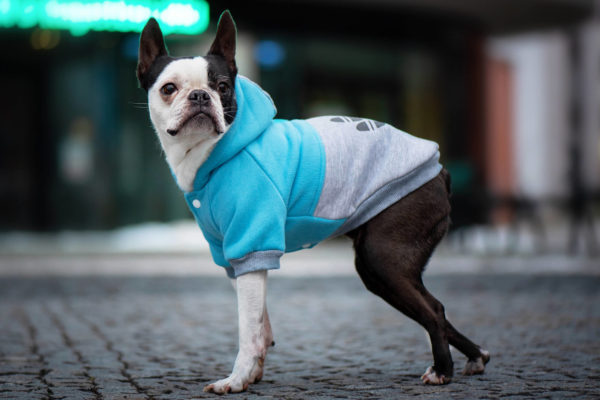 Vsepropejska Chimena sportovní zateplená mikina pro psa Barva: Modro-šedá